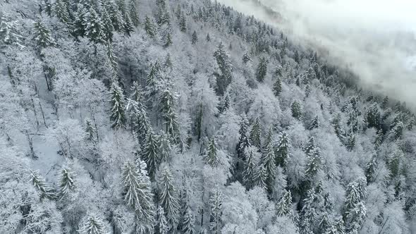 Winter Nature Mountains Landscape,  Flying Over Evergreen Forest, Spruces Covered with Snow and Frost