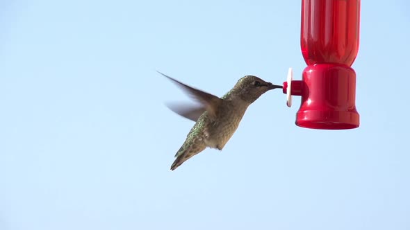 Hummingbird Feeding Slow Motion