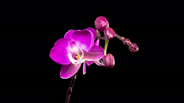 Blooming Purple Orchid Phalaenopsis Flower