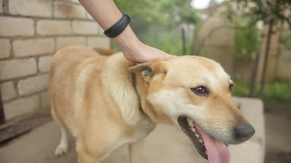 Hand Stroking the Guarding Dog on the Chain Outdoors