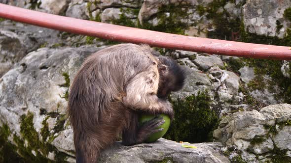 Wild Capuchin Monkeys eating fresh Coconut sitting on rock in Wilderness - close up
