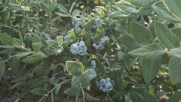 Fresh and Ripe Organic Blueberries Grow in a Garden on a Summer Day. Blueberry Crop Before Harvest