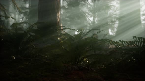 Morning with Fog in Sequoia National Park alt