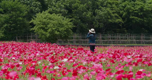 Woman take photo on the poppy flower garden