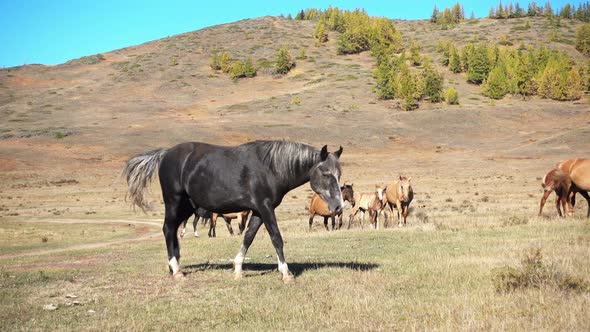 Horses Graze 