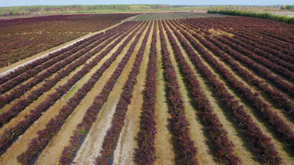 Aerial View of Rows of Blueberry Bushes in the Fall. Autumn Shades of Berries, Red, Burgundy. Aerial