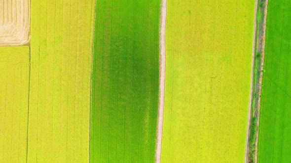 Aerial view of agriculture in rice fields for cultivation. Natural texture