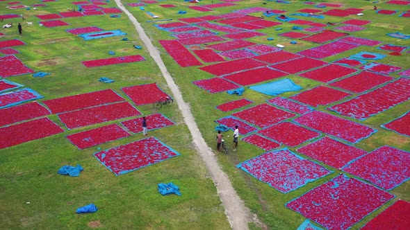 Aerial View of people waiting the chilies to be dried, Rajshahi, Bangladesh.