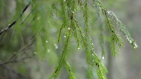 Green Spruce Branches with Drops After Rain Shoot with Shallow Depth of Field