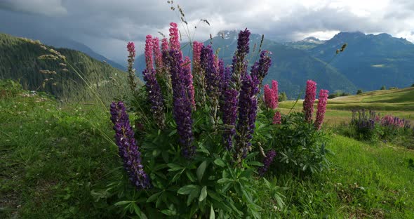 Lupinus x regalis, Tarentaise valley, Savoie, France