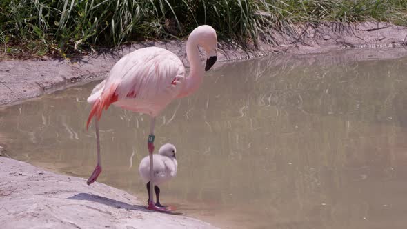 Mother and chick flamingo standing on one leg