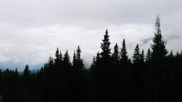 Aerial View. Flying throughout Pines into incredible Steaming Forest. Misty Forest