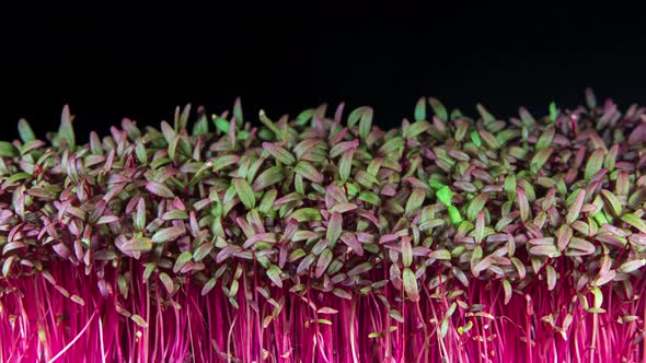 Amaranth Microgreens Seedling Moving in Timelapse Video on a Black Background