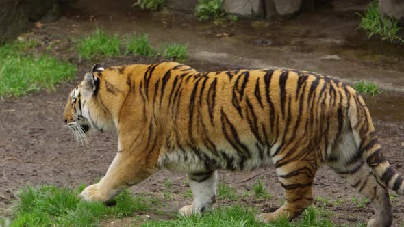 tiger walking in wet forest side profile