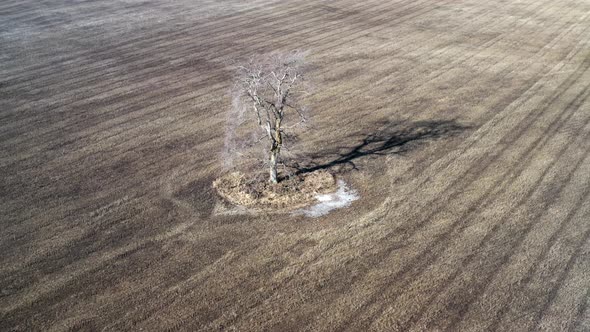 Single Tree in the Field, Aerial View