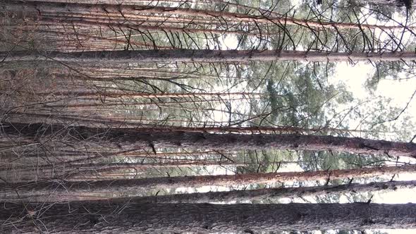 Vertical Video of Trees in a Pine Forest Slow Motion