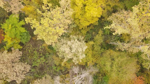 Forest with Trees in the Fall During the Day