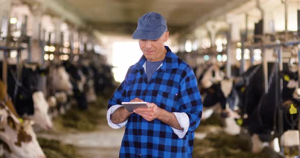 Cow Breeder Checking on Livestock and Using Digital Tablet