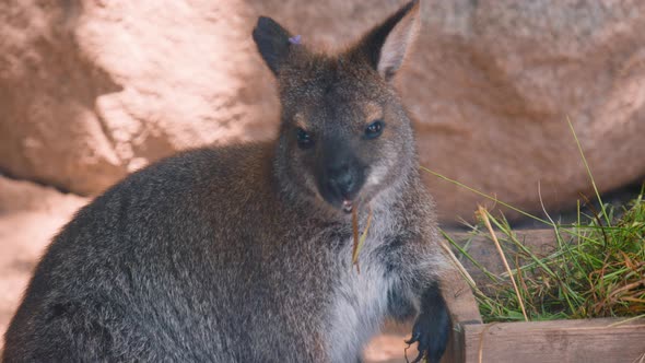 Close-up of red-necked wallaby eating grass from wooden box at zoo