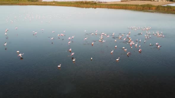 slowmotion video of Pink Flamingos landing on a pond in Vendicari Natural reserve, Sicily, Italy