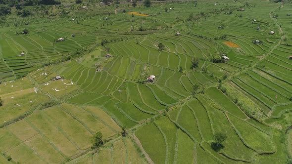 Rice Terraces and Agricultural Land in Indonesia