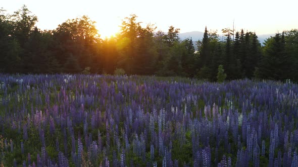 Beautiful Slow Moving Sunset Shot of a Beautiful Field of Lupine Flowers, Mountains in Background, M