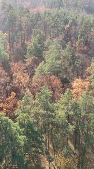 Vertical Video of a Beautiful Forest in the Afternoon Aerial View