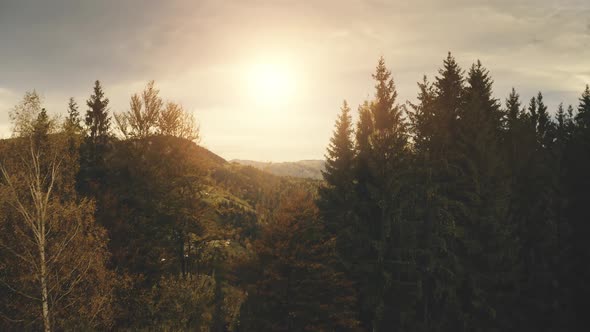 Sun Over Pine Trees at Mountain Top