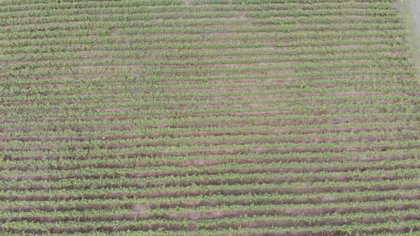 Aerial flight over beautiful vineyard landscape in Kvareli, Georgia