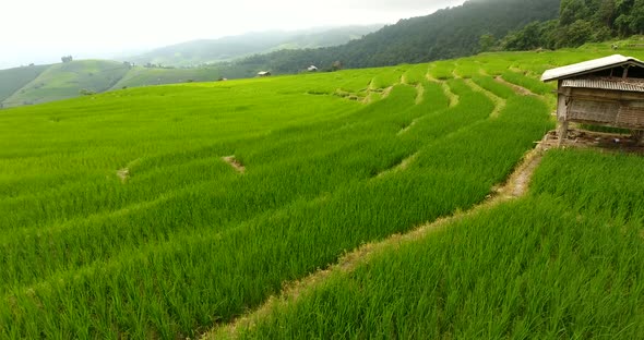 Rice Field Terrace on Mountain Agriculture Land