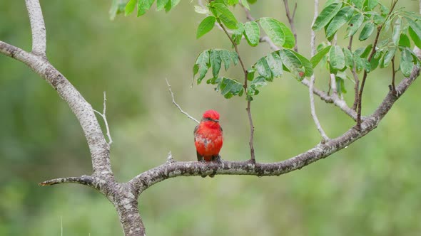 Front facing little male scarlet flycatcher, pyrocephalus rubinus with vibrant red plumage perching