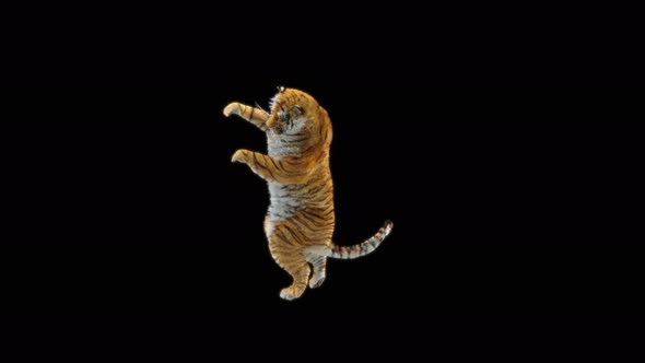 70 Tiger Dancing 4K