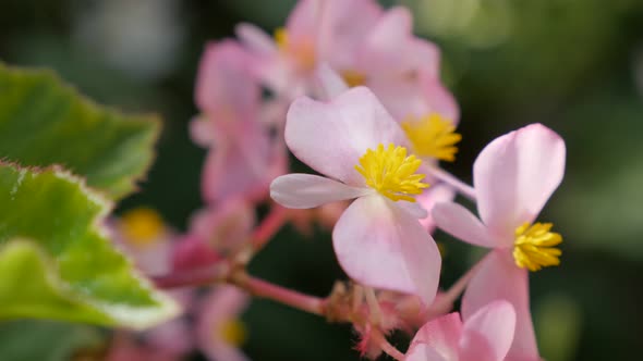 Wax begonia tiny pink  flowers buds in the garden natural 4K 3840X2160 30fps UltraHD footage - Begon