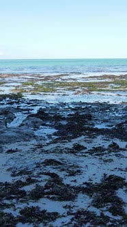 Vertical Video of Low Tide in the Ocean Near the Coast of Zanzibar Tanzania