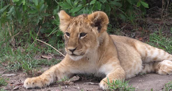 African Lion, panthera leo, Cub Yawning, Masai Mara Park in Kenya, Real Time 4K