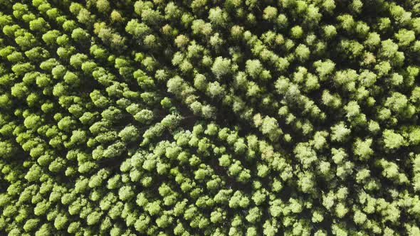 Wind moving through an eucalyptus forest, aerial view