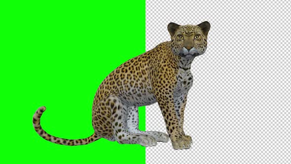 Leopard - Seating and Roaring Loop - Transparent and Green Screen