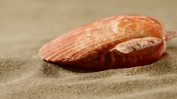 Ocean Shell on Sand, Close Up, Rotation