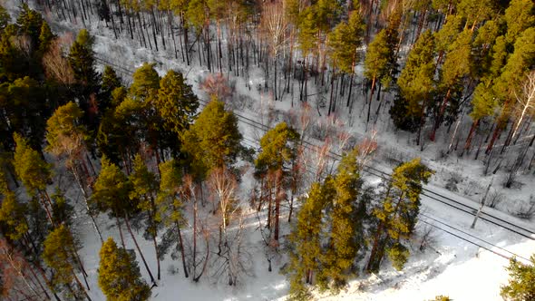 Aero Video, Flying Over a Winter Pine Forest and Railway Tracks on a Sunny Evening