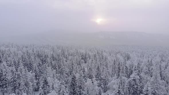 Aerial View of a Winter Snow Covered Pine Forest