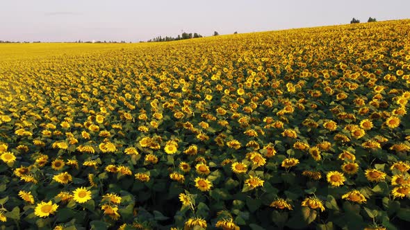 Aerial Drone View Flight Over Ver Field with Ripe Sunflower Heads