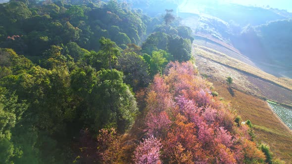 Drone fly over Wild Himalayan Cherry Blossom (Prunus cerasoides)