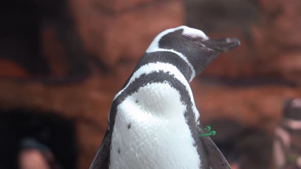 Close up to the cute magellanic penguin scratching with its beak.