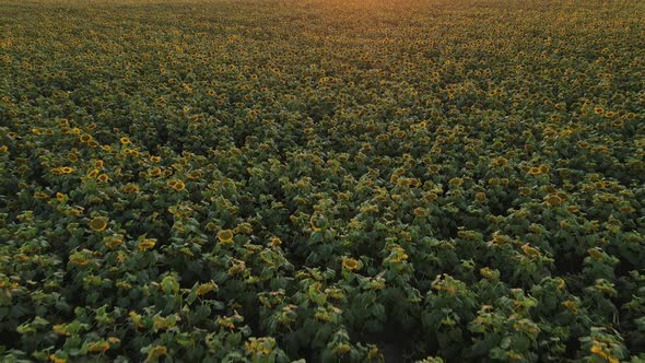 Agriculture Field with Blooming Sunflowers and Sunlight