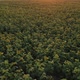 Agriculture Field with Blooming Sunflowers and Sunlight - VideoHive Item for Sale