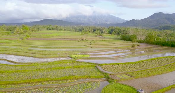 Aerial view of terraced rice fields in Magelang, Indonesia. Drone shoot of tropical landscape. Beaut