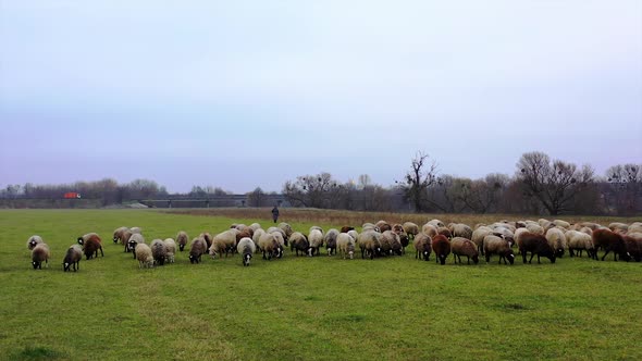 Aerial view of sheep flock running on grassland during autumn