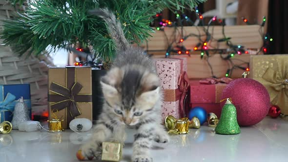 Cute Tabby Kitten Playing In A Gift Box With Christmas Decoration