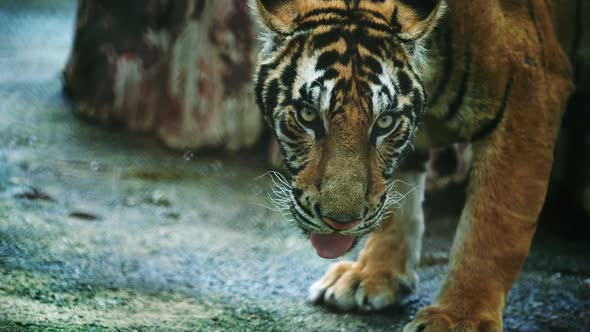 slow motion of bengal tiger