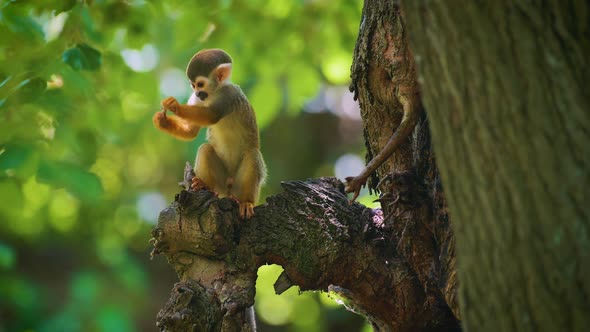 Baby Common Squirrel Monkey Looking for Food on a Tree